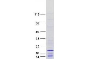 Validation with Western Blot