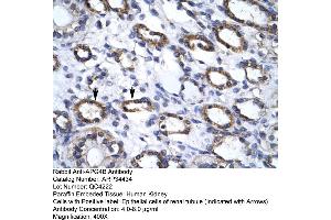 Human kidney (ATG4B anticorps  (C-Term))