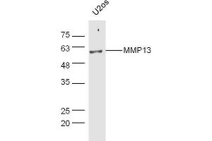 Human U2os lysates probed with Rabbit Anti-MMP13 Polyclonal Antibody, Unconjugated  at 1:5000 for 90 min at 37˚C. (MMP13 anticorps  (AA 201-300))
