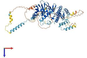 AlphaFold protein structure predicition of Mouse Recombinant Riok1 Protein, UniprotID Q922Q2