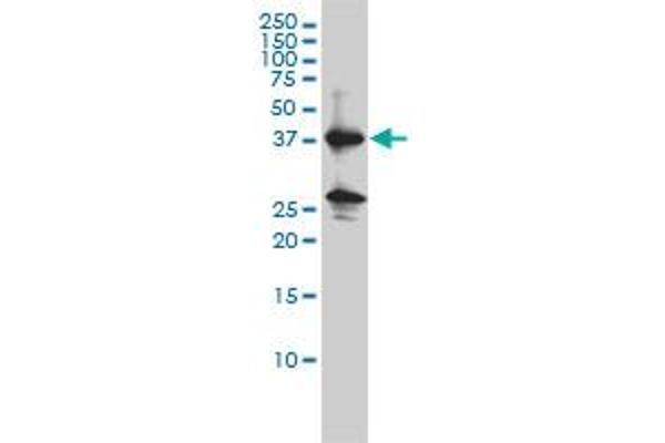 Renin anticorps  (AA 24-406)