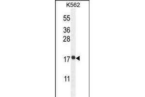 RPL27A Antibody (C-term) (ABIN654891 and ABIN2844541) western blot analysis in K562 cell line lysates (35 μg/lane).