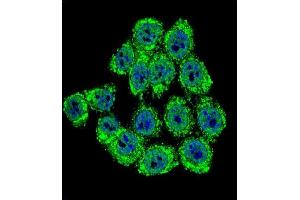 Confocal immunofluorescent analysis of Merlin Antibody (N-term) (ABIN390756 and ABIN2841014) with Hela cell followed by Alexa Fluor® 488-conjugated goat anti-rabbit lgG (green). (Merlin anticorps  (N-Term))