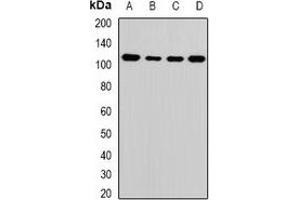 Western blot analysis of ATAD3A expression in MCF7 (A), HepG2 (B), mouse liver (C), mouse brain (D) whole cell lysates.