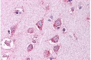 Human Brain, Cortex (formalin-fixed, paraffin-embedded) stained with HTRA2 antibody ABIN213932 at 5 ug/ml followed by biotinylated goat anti-rabbit IgG secondary antibody ABIN481713, alkaline phosphatase-streptavidin and chromogen. (HTRA2 anticorps  (C-Term))