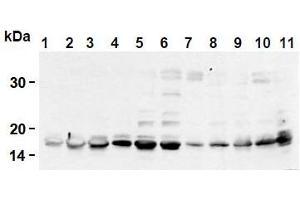 Western Blotting (WB) image for anti-Histone H2B antibody (ABIN1107547) (Histone H2B anticorps)