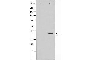 Western blot analysis on HepG2 cell lysate using TNFRSF6B Antibody,The lane on the left is treated with the antigen-specific peptide.