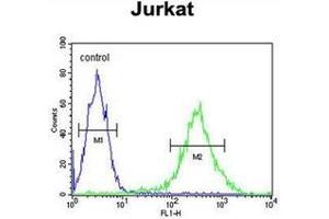 Flow cytometric analysis of Jurkat cells using PLEKHH2 Antibody (C-term) Cat. (PLEKHH2 anticorps  (C-Term))