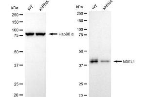 Western blotting analysis using NDEL1 antibody (ABIN7799686). (Recombinant NDEL1 anticorps)