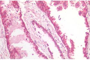 ABIN5539865 (5 μg/mL) staining of paraffin embedded Human Prostate.