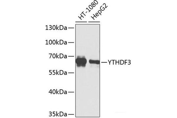 YTHDF3 anticorps