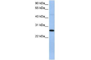 WB Suggested Anti-EIF4H Antibody Titration:  0. (EIF4H anticorps  (C-Term))