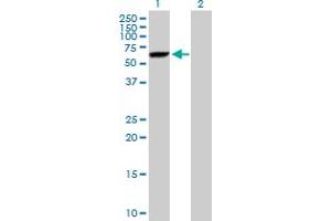 Western Blot analysis of DNAJC7 expression in transfected 293T cell line by DNAJC7 MaxPab polyclonal antibody. (DNAJC7 anticorps  (AA 1-484))