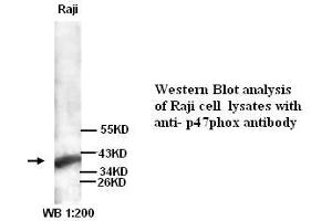 Image no. 1 for anti-Neutrophil Cytosol Factor 1 (NCF1) antibody (ABIN790886)