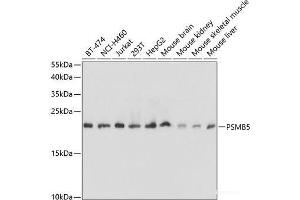 Western blot analysis of extracts of various cell lines using PSMB5 Polyclonal Antibody at dilution of 1:1000. (PSMB5 anticorps)
