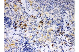 Anti- ATG14L Picoband antibody, IHC(P) IHC(P): Rat Spleen Tissue (ATG14 anticorps  (N-Term))