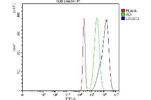 Flow Cytometry analysis of Hela cells using anti-RRP4/EXOSC2 antibody (ABIN7602188). (EXOSC2 anticorps  (AA 62-293))