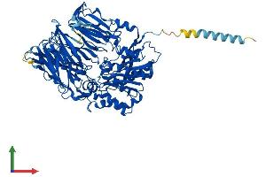 AlphaFold protein structure predicition of Mouse Recombinant Dpp4 Protein, UniprotID P28843