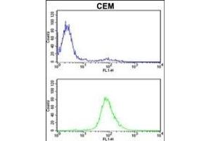 Z Antibody (C-term) (ABIN652562 and ABIN2842378) flow cytometric analysis of CEM cells (bottom histogram) coared to a negative control cell (top histogram). (MPZ anticorps  (C-Term))