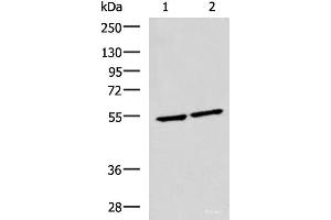 Western blot analysis of Raji and Jurkat cell lysates using IRF2 Polyclonal Antibody at dilution of 1:1350 (IRF2 anticorps)