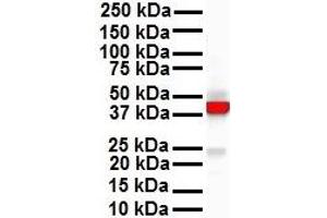 WB Suggested Anti-KRT18 antibody Titration: 1 ug/mL Sample Type: Human HepG2