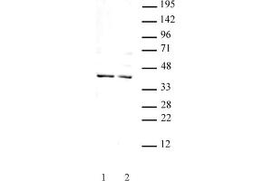 Goosecoid antibody (pAb) tested by Western blot. (GSC anticorps  (N-Term))