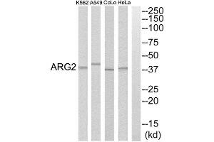 Western Blotting (WB) image for anti-Arginase, Type II (ARG2) (C-Term) antibody (ABIN1850799) (ARG2 anticorps  (C-Term))