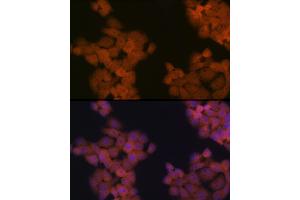 Immunofluorescence analysis of HeLa cells using CDC23 Rabbit mAb (ABIN7266247) at dilution of 1:100 (40x lens). (CDC23 anticorps)