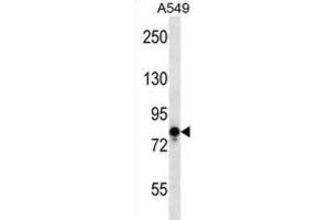 Western Blotting (WB) image for anti-Transient Receptor Potential Cation Channel, Subfamily V, Member 1 (TRPV1) antibody (ABIN2997658)