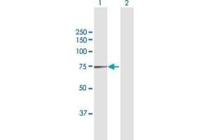 Western Blot analysis of NDUFS1 expression in transfected 293T cell line by NDUFS1 MaxPab polyclonal antibody.
