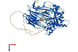 AlphaFold protein structure predicition of Mouse Recombinant Prepl Protein, UniprotID Q8C167
