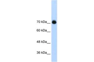 Western Blotting (WB) image for anti-General Transcription Factor II I Repeat Domain-Containing 1 (GTF2IRD1) antibody (ABIN2461876) (GTF2IRD1 anticorps)