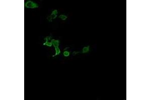 Image no. 2 for anti-Chromosome 2 Open Reading Frame 62 (C2orf62) antibody (ABIN1497054) (C2orf62 anticorps)