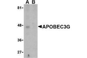 Western blot analysis of APOBEC3G expression in Caco-2 cell lysate in the (A), absence and (B) presence of blocking peptide with AP30069PU-N APOBEC3G antibody at 5 μg/ml. (APOBEC3G anticorps  (N-Term))