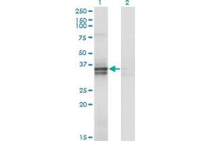 Western Blot analysis of ST3GAL2 expression in transfected 293T cell line by ST3GAL2 monoclonal antibody (M01), clone 1E12.