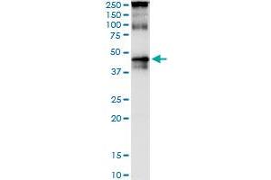 Immunoprecipitation of TARBP2 transfected lysate using anti-TARBP2 monoclonal antibody and Protein A Magnetic Bead , and immunoblotted with TARBP2 purified MaxPab rabbit polyclonal antibody.