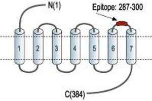anti-Gastrin-Releasing Peptide Receptor (GRPR) (3rd Extracellular Loop), (AA 287-300) antibody