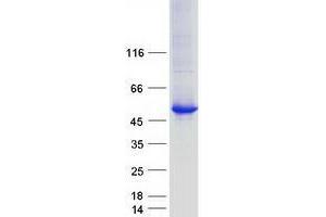 Validation with Western Blot