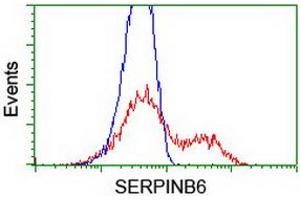 HEK293T cells transfected with either RC200668 overexpress plasmid (Red) or empty vector control plasmid (Blue) were immunostained by anti-SERPINB6 antibody (ABIN2455439), and then analyzed by flow cytometry. (SERPINB6 anticorps)