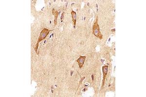 Immunohistochemical staining of paraffin-embedded human brain section reacted with VAMP8 monoclonal antibody  at 1:25 dilution. (VAMP8 anticorps  (N-Term))