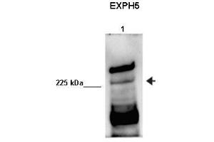 Human sperm extract (Exophilin 5 anticorps  (Middle Region))