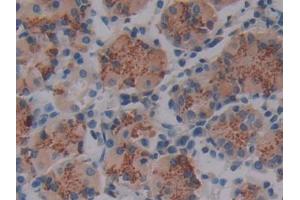 DAB staining on IHC-P; Samples: Human Stomach Tissue
