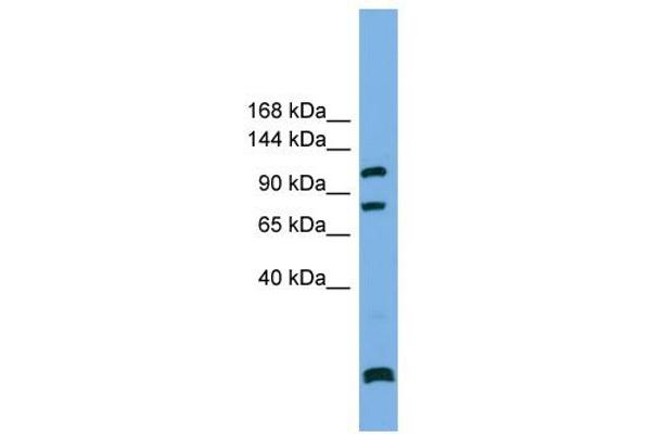 SAPS1 anticorps  (N-Term)