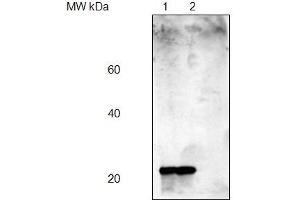 Lane 1: Arabidopsis thaliana total leaf protein extract, Lane 2: Zea mays total leaf protein extract(5 Fg of total protein were loaded per lane) (PsbP anticorps)