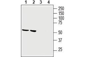 Western blot analysis of rat brain lysate (lanes 1 and 3) and mouse brain membranes (lanes 2 and 4): - 1,2. (GPR34 anticorps  (2nd Extracellular Loop))
