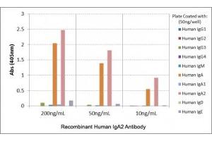 ELISA of human immunoglobulins shows recombinant Human IgA2 antibody reacts only to IgA2. (Recombinant Lapin anti-Humain IgA2 Anticorps)