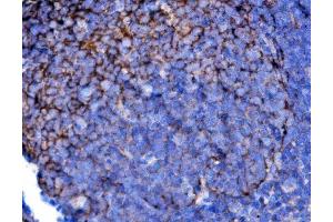 IHC analysis of Cd2 using anti-Cd2 antibody (ABIN7600738). (CD2 anticorps  (AA 23-201))