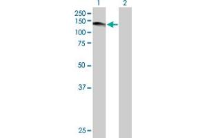 Western Blot analysis of USP1 expression in transfected 293T cell line by USP1 MaxPab polyclonal antibody. (USP1 anticorps  (AA 1-785))
