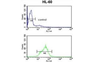 Flow Cytometry (FACS) image for anti-Engrailed Homeobox 2 (EN2) antibody (ABIN3003224)