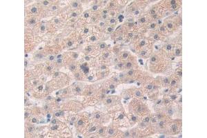IHC-P analysis of Kidney tissue, with DAB staining. (HAND1 anticorps  (AA 1-215))